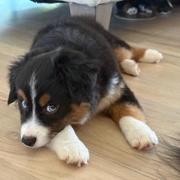 JET - Black tri male Miniature American Shepherd puppy in Bixby, Oklahoma from Roeboat Aussies
