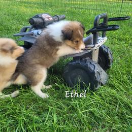 Ethal - Sable and white female Collie puppy in Mattoon, Illinois from Gold Leaf Collies