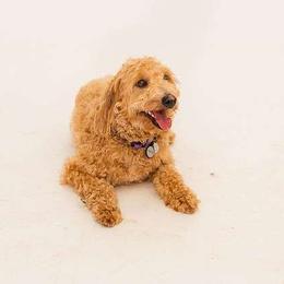 Charlee - Goldendoodle