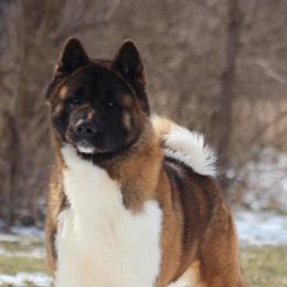 Rooster - Akita