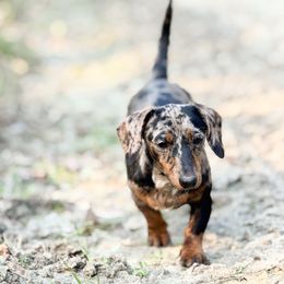 Clarice - Dachshund