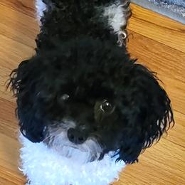 Ami - Poodle