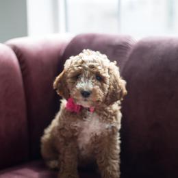 Goldendoodle Puppies from Dashing Doodle Pups