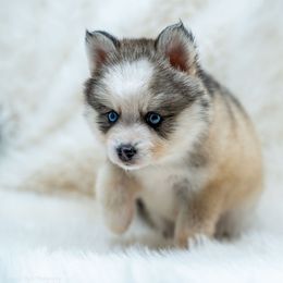 Pink - blonde - Silver and white female Pomsky puppy in Spring City, Pennsylvania from Pomsky Power Puppies