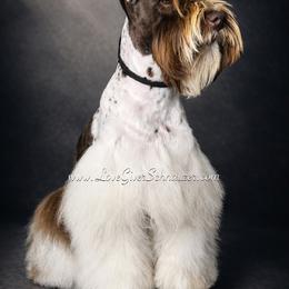 Romeo - Miniature Schnauzer