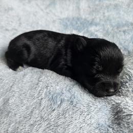 Samar - Black and silver female Miniature Schnauzer puppy in Crosby, Texas from Raisin' the Woof Schnauzers