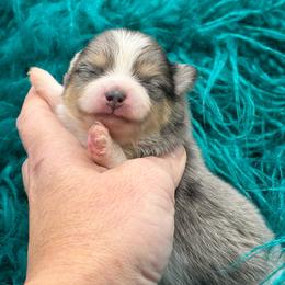 Pawpaw - Blue merle male Pomeranian puppy in Franklin, North Carolina from A&J Cutie Pawtooties