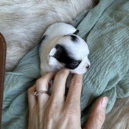 Chihuahua Puppies from Home of Tiny Chihuahuas