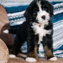 Calista - Tri-color female Bernedoodle puppy in Grove, Oklahoma from Grand Lake Poodles & Doodles