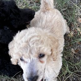 Poodle Puppies from Jaycee's Puppies