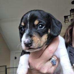 Rosie's black and tan piebald smooth boy - Black and tan male Dachshund puppy in Declo, Idaho from Dozendachs