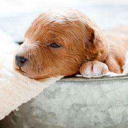 Girl purple - Red  female Goldendoodle puppy in Lumberton, Mississippi from SouthernDoodlebug/ Utah Doodlebug