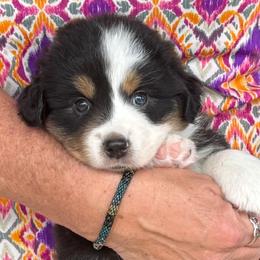 Miniature American Shepherd and Miniature Australian Shepherd Puppies from Karen Ross's Miniature American Shepherds