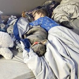 Pearl - French Bulldog