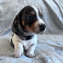 Mavis (Potata) - Dapple female Dachshund puppy in Ocala, Florida from Weenie Boops