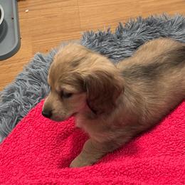Reduced-Gorgeous Gidget - Cream female Dachshund puppy in New Smyrna Beach, Florida from J & L Mini D’s