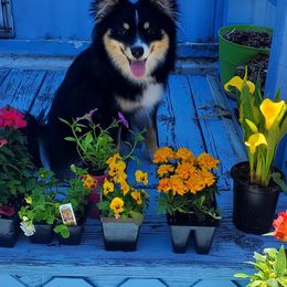 Pomsky All Grown Up from Kenna'z Kuddly Pomskiez