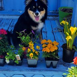 Pomsky All Grown Up from Kenna'z Kuddly Pomskiez