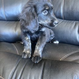 Boy 2 - male Golden Mountain Dog puppy in Wyoming from Great Basin BMD