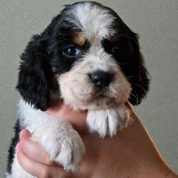 Bunny - Black white and tan female English Springer Spaniel puppy in Fort White, Florida from Thunderbird Springers