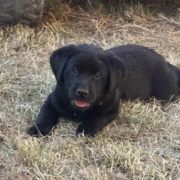 Blue Collar - Black male Labrador Retriever puppy in Boise, Idaho from Wings of Freedom Retrievers and Malinois