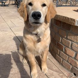 Golden Retriever Puppies from Graciegold Retrievers