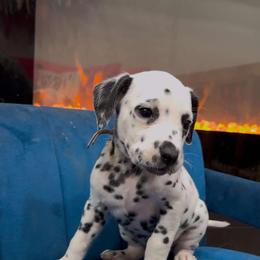 Dalmatian, Poodle, and Rhodesian Ridgeback Puppies from Ruffles, Ridges, & Spots!