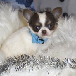 Dasher - Blue and tan male Chihuahua puppy in Gloucester, Virginia from Charlotte's Web of Chihuahuas