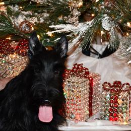 Scottish Terrier puppies from Scottish Terriers at The Rock
