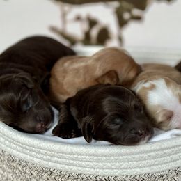 Australian Labradoodles from Birchwood Labradoodles