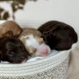 Australian Labradoodles from Birchwood Labradoodles