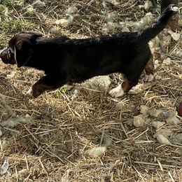 American Corgi, Cardigan Welsh Corgi, and Pembroke Welsh Corgi Puppies from Enok Corgis