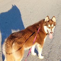 Coa Coa - Siberian Husky