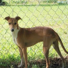 Kolbe - Italian Greyhound