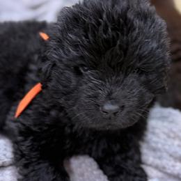 Orange boy - Black male Newfoundland puppy in Pottstown, Pennsylvania from Latin of Course Newfoundlands