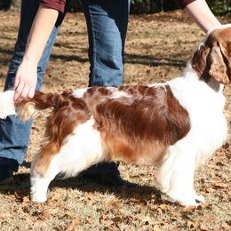Welsh Springer Spaniel All Grown Up from Renascent Welsh Springer Spaniels