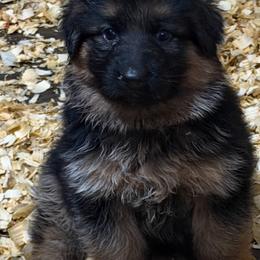 Chanel - Black and red female German Shepherd puppy in Buena, New Jersey from Beauty and the Beast
