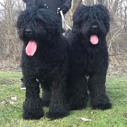 "Mystique" - Black Russian Terrier