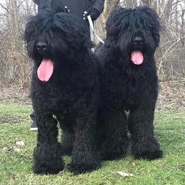 "Mystique" - Black Russian Terrier