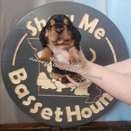 Blue collar - Black tan and white male Basset Hound puppy in Alton, Illinois from Show Me Great Danes and Basset Hounds