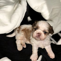 Champ - Sable and white male Shih Tzu puppy in Phillipsburg, New Jersey from Debilyn’s Shih Tzu’s
