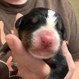 Boy 2 - Black rust and white male Bernese Mountain Dog puppy in Waco, Texas from Van Amburgh Family Farm - Bernese Mountain Dogs