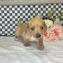 Penny - Red female Dachshund puppy in Wellborn, Florida from Azalea Acres Mini Doxies