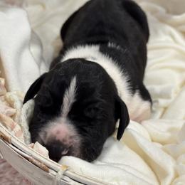 Boy 4 - Mantle male Great Dane puppy in Washington, Pennsylvania from City Slicker Danes