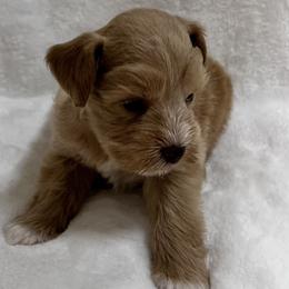 Wheaten Male - Wheaten male Miniature Schnauzer puppy in San Augustine, Texas from My Little Schnauzer Pals
