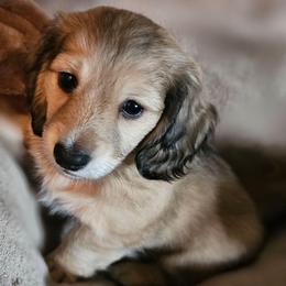 Isabelley - Black and cream female Dachshund puppy in Lebanon, Oregon from Willow Moons Dachshunds