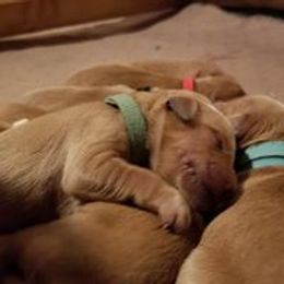  Puppies from Artondale Golden Retrievers