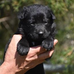 Black male - Black male German Shepherd puppy in Mariana, Florida from Haus M Godwin
