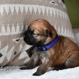 Lullaby - Wheaten female Soft Coated Wheaten Terrier puppy in Kirksville, Missouri from BellSharps Australian Shepherds