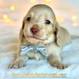 Eggnog(2600) - Cream male Dachshund puppy in Augusta, Arkansas from Savvy-Dee's Dachshunds